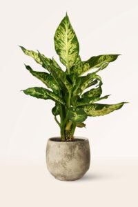 ZURA Dieffenbachia Reflector