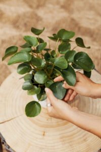 ZURA Pilea Peperomioides