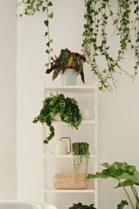 ZURA Begonia Maculata