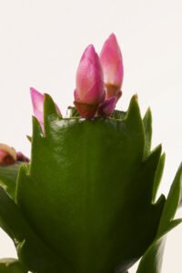 ZURA Cactus de Navidad Schlumbergera