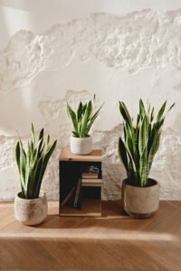 ZURA Sansevieria Trifasciata