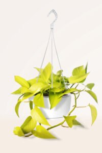 ZURA Pothos Lemon