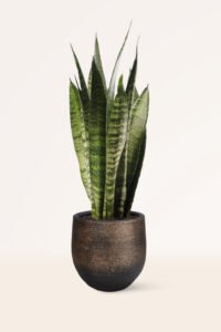 ZURA Sansevieria Zeylanica LENGUA DE SUEGRA