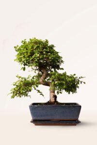 ZURA Bonsái Zelkova 10 años