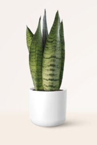 ZURA Sansevieria Zeylanica LENGUA DE SUEGRA