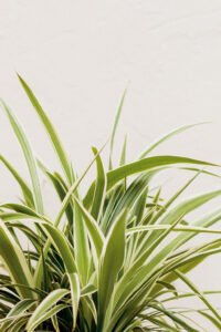 zura Comosum Ocean