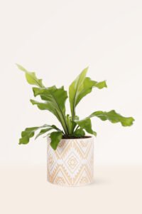 ZURA Helecho Asplenium Nidus