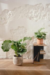 ZURA Calathea Orbifolia
