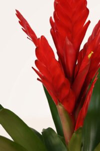 ZURA Vriesea Roja