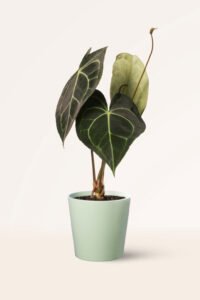 ZURA Anthurium Clarinervium