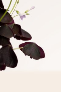 ZURA Oxalis Triangularis