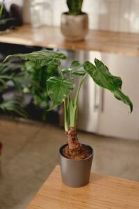 ZURA Alocasia Cucullata