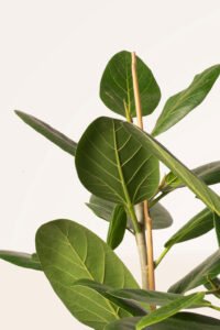ZURA Ficus Benghalensis Audrey