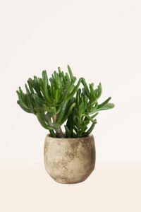 ZURA Crassula Orejas de Shrek