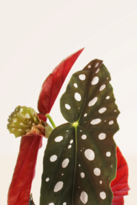 ZURA Begonia Maculata