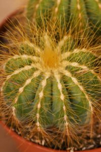 ZURA Notocactus