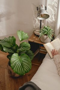 ZURA Calathea Orbifolia