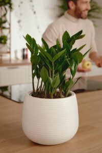ZURA Calathea Medallion