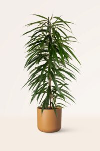 ZURA Ficus Alii