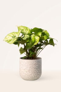 ZURA Syngonium Podophyllum