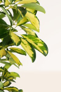 ZURA Schefflera Arboricola