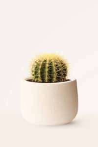 ZURA Cactus Echinocactus Grusonii