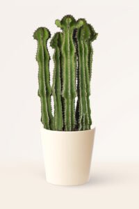 ZURA Euphorbia Cooperi