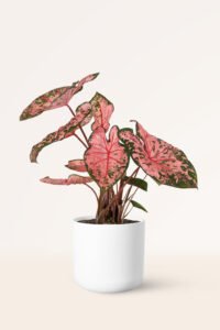 ZURA Caladium Pink Beauty