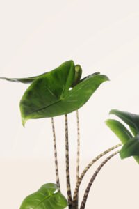 ZURA Alocasia Zebrina