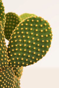 zura Opuntia Microdasys Pallida