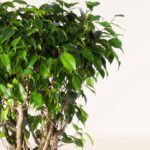 ZURA Ficus Benjamina Exótica Copa