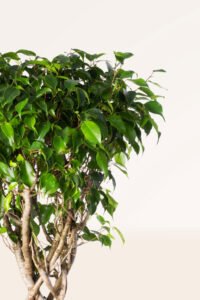 ZURA Ficus Benjamina Exótica Copa