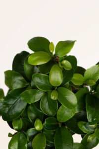 ZURA Ficus Ginseng Bonsai