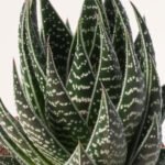 ZURA Aloe Interstellar