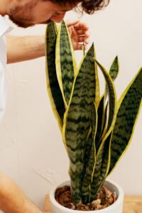 ZURA Sansevieria Trifasciata