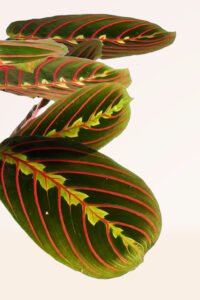 ZURA Maranta Leuconeura