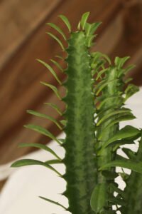 ZURA Euphorbia Trigona