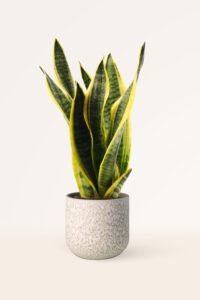 ZURA Sansevieria Trifasciata