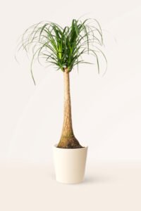 ZURA Beaucarnea Recurvata