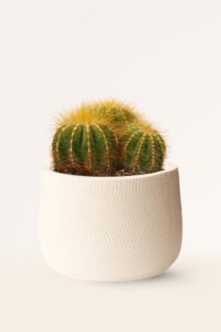 ZURA Notocactus