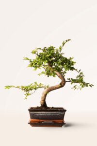 ZURA Bonsái Zelkova 8 años