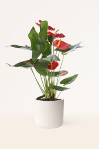 ZURA Anthurium