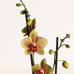 ZURA Orquídea Amarilla Moteada