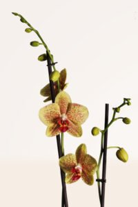 ZURA Orquídea Amarilla Moteada
