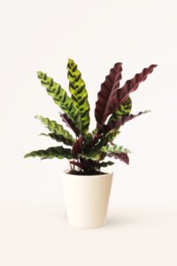 ZURA Calathea Lancifolia