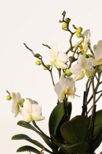 ZURA Orquídea Blanca XL