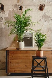 ZURA Areca