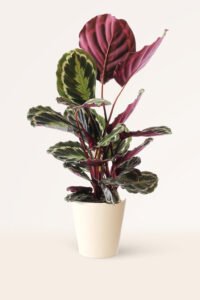 ZURA Calathea Medallion