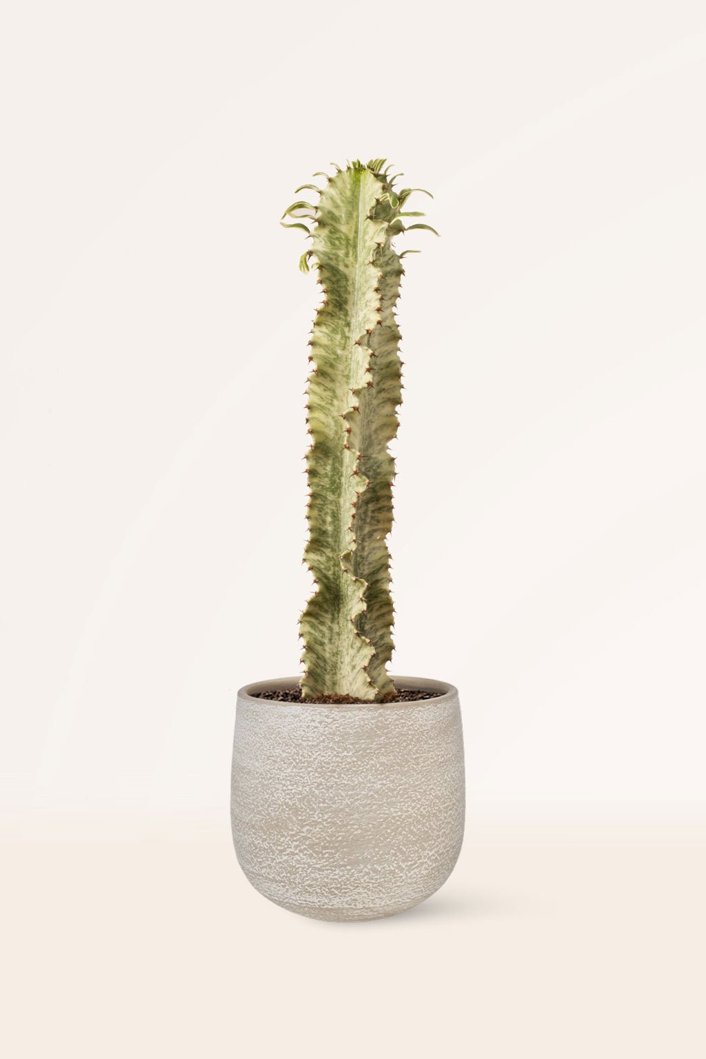 ZURA Euphorbia Ingens Variegata