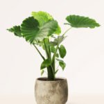 ZURA Alocasia California